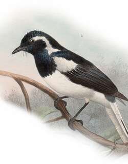 阿岛王鹟 / Manus Monarch / Symposiachrus infelix