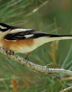 云斑伯劳 / Masked Shrike / Lanius nubicus
