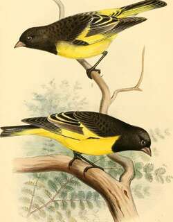 黄腰金翅雀 / Yellow-rumped Siskin / Spinus uropygialis