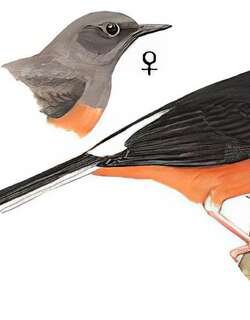 白腰鹊鸲 / White-rumped Shama / Copsychus malabaricus
