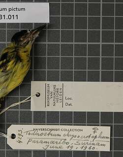 彩哑霸鹟 / Painted Tody-Flycatcher / Todirostrum pictum