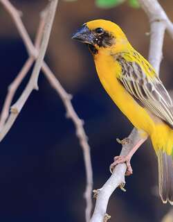 亚洲金织雀 / Asian Golden Weaver / Ploceus hypoxanthus