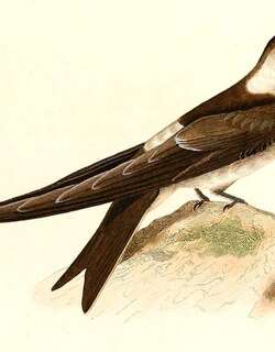 安第斯雨燕 / Andean Swift / Aeronautes andecolus