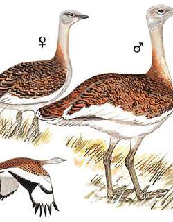 大鸨 / Great Bustard / Otis tarda