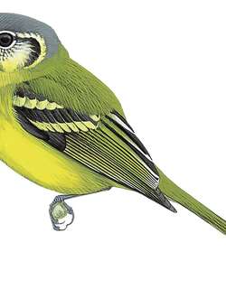 哥伦比亚须霸鹟 / Antioquia Bristle Tyrant / Pogonotriccus lanyoni