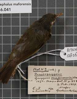 海岛柳莺 / Island Leaf Warbler / Phylloscopus poliocephalus