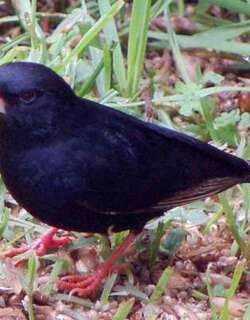 暗紫维达雀 / Dusky Indigobird / Vidua funerea