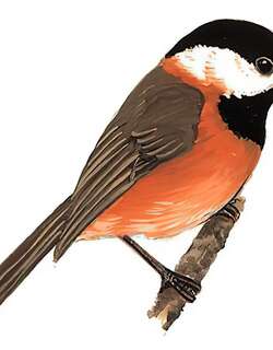 红腹山雀 / Pere David’s Tit / Poecile davidi
