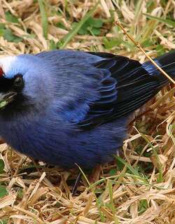 凤冠裸鼻雀 / Diademed Tanager / Stephanophorus diadematus