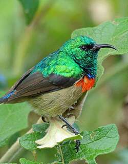 东非双领花蜜鸟 / Eastern Double-collared Sunbird / Cinnyris mediocris