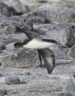 暗腰圆尾鹱 / Galapagos Petrel / Pterodroma phaeopygia
