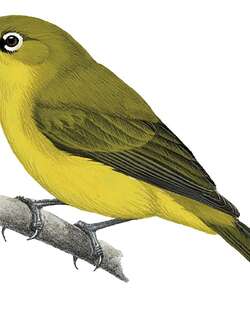 灰白绣眼鸟 / Pale White-eye / Zosterops flavilateralis