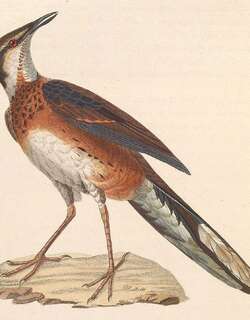彩鹑鸫 / Painted Quail-thrush / Cinclosoma ajax