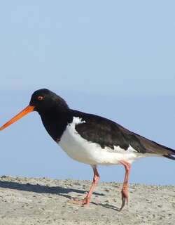 南岛斑蛎鹬 / South Island Oystercatcher / Haematopus finschi