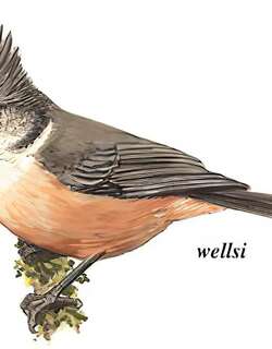 褐冠山雀 / Grey Crested Tit / Lophophanes dichrous