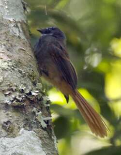 红尾扇尾鹟 / Rufous-tailed Fantail / Rhipidura phoenicura