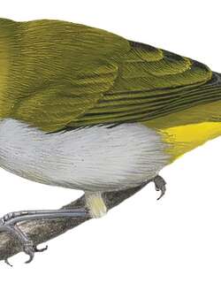 库氏绣眼鸟 / Ambon White-eye / Zosterops kuehni