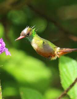 白冠蜂鸟 / White-crested Coquette / Lophornis adorabilis