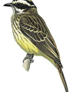 强霸鹟 / Piratic Flycatcher / Legatus leucophaius