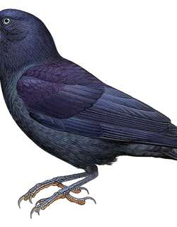 俾斯麦鸦 / Bismarck Crow / Corvus insularis