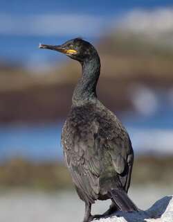 欧鸬鹚 / European Shag / Phalacrocorax aristotelis