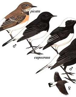 东方斑䳭 / Variable Wheatear / Oenanthe picata
