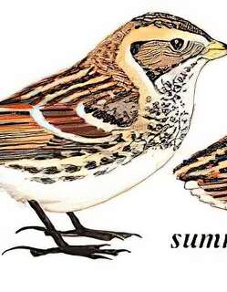 铁爪鹀 / Lapland Longspur / Calcarius lapponicus