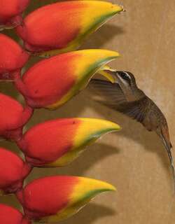 普拉隐蜂鸟 / Planalto Hermit / Phaethornis pretrei