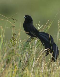 杰氏巧织雀 / Jackson’s Widowbird / Euplectes jacksoni