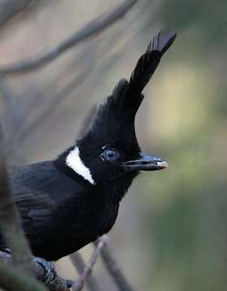 冠鸦 / Crested Jay / Platylophus galericulatus