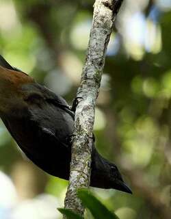山鹃鵙 / New Caledonian Cuckooshrike / Edolisoma anale