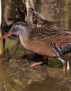 弗吉尼亚秧鸡 / Virginia Rail / Rallus limicola