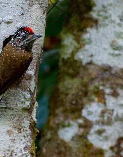 姬啄木鸟 / Spotted Piculet / Picumnus pygmaeus