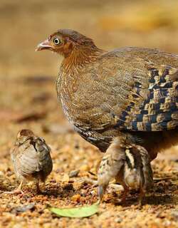 蓝喉原鸡 / Sri Lanka Junglefowl / Gallus lafayettii