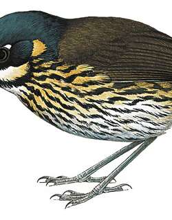 月脸蚁鸫 / Crescent-faced Antpitta / Grallaricula lineifrons