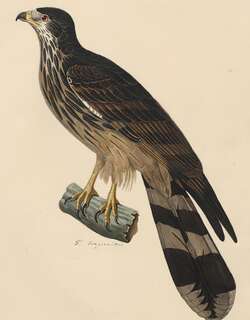 长尾鵟 / Long-tailed Honey Buzzard / Henicopernis longicauda