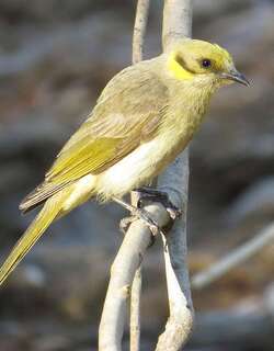 澳洲灰额吸蜜鸟 / Grey-fronted Honeyeater / Ptilotula plumula