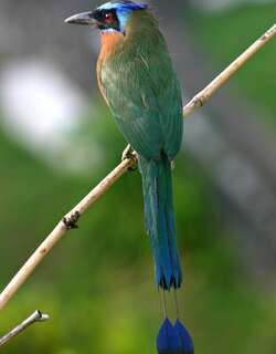 特岛翠鴗 / Trinidad Motmot / Momotus bahamensis