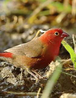 红嘴火雀 / Red-billed Firefinch / Lagonosticta senegala
