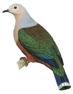 芬氏皇鸠 / Finsch’s Imperial Pigeon / Ducula finschii