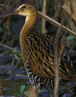 王秧鸡 / King Rail / Rallus elegans