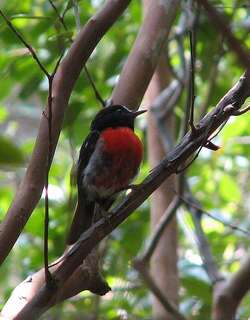 太平洋鸲鹟 / Norfolk Robin / Petroica multicolor