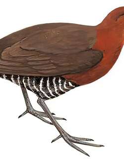白喉斑秧鸡 / Slaty-legged Crake / Rallina eurizonoides