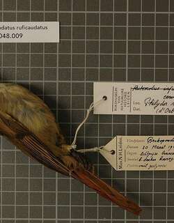 棕尾拾叶雀 / Rufous-tailed Foliage-gleaner / Anabacerthia ruficaudata
