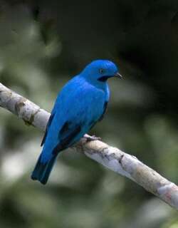 斑喉伞鸟 / Plum-throated Cotinga / Cotinga maynana