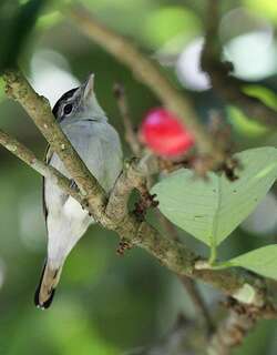 黑顶厚嘴霸鹟 / Black-capped Becard / Pachyramphus marginatus