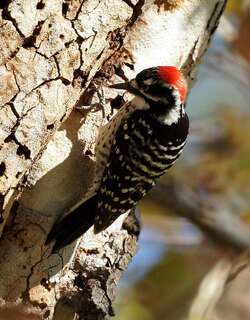 加州啄木鸟 / Nuttall’s Woodpecker / Dryobates nuttallii