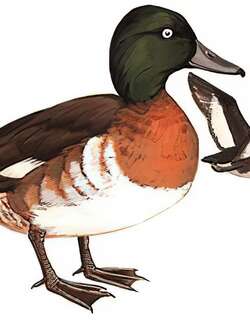 青头潜鸭 / Baer’s Pochard / Aythya baeri