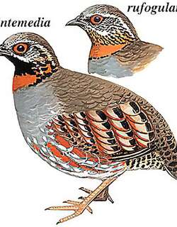 红喉山鹧鸪 / Rufous-throated Partridge / Arborophila rufogularis