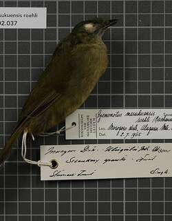 塞氏绿鹎 / Shelley’s Greenbul / Arizelocichla masukuensis